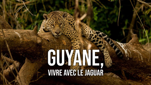 Guyane, vivre avec le jaguar