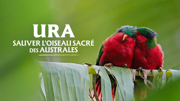 Ura, sauver l'oiseau sacré des Australes