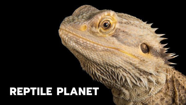 Reptile Planet