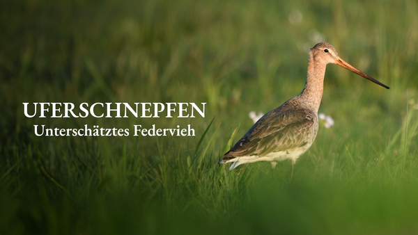 Uferschnepfen - Unterschätztes Federvieh