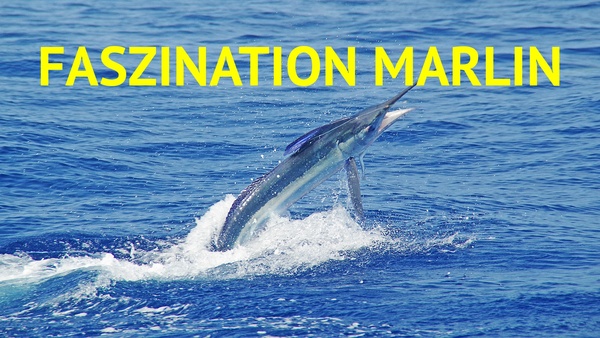 Faszination Marlin