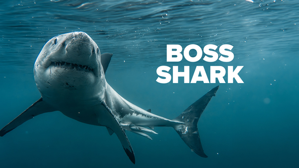 Boss Shark