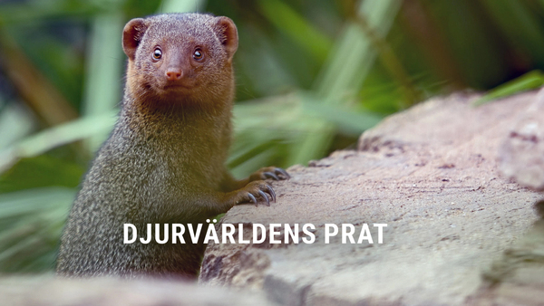 Djurvärldens prat