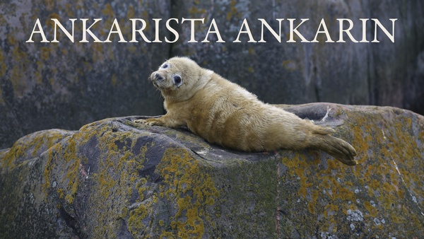 Ankarista ankarin
