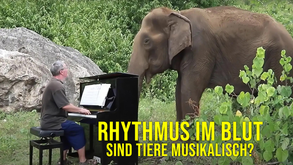 Rhythmus im Blut - Sind Tiere musikalisch?