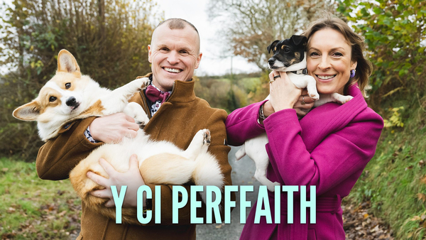 Y Ci Perffaith