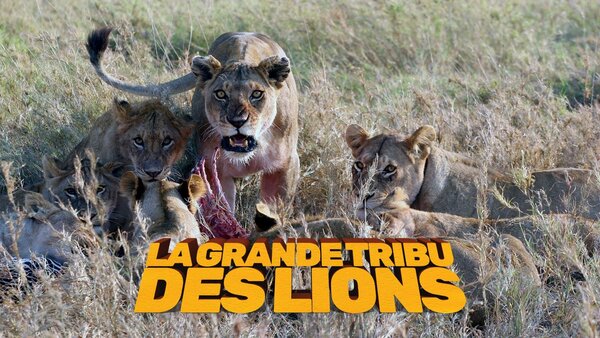La grande tribu des lions