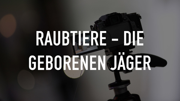 Raubtiere - Die geborenen Jäger