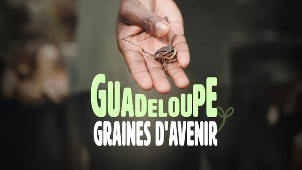 Guadeloupe : graines d'avenir