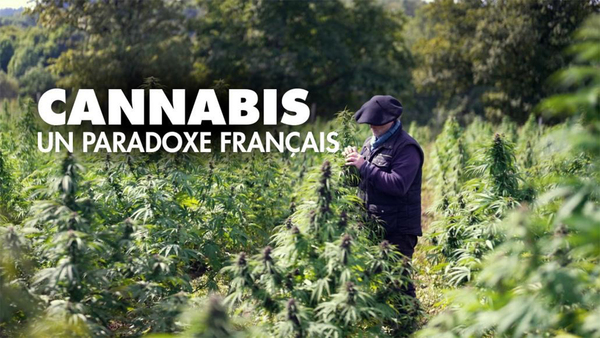 Cannabis, un paradoxe français