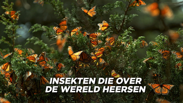 Insekten die over de wereld heersen