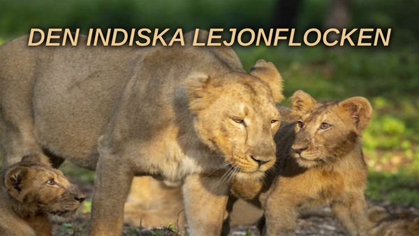 Den indiska lejonflocken
