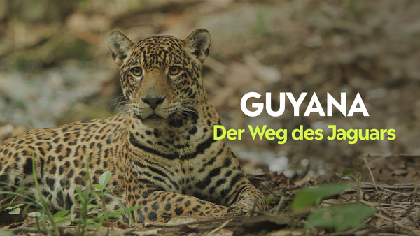 Guyana - Der Weg des Jaguars