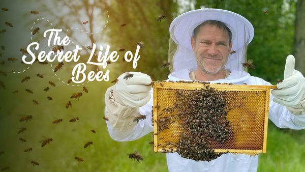 The Secret Life Of Bees