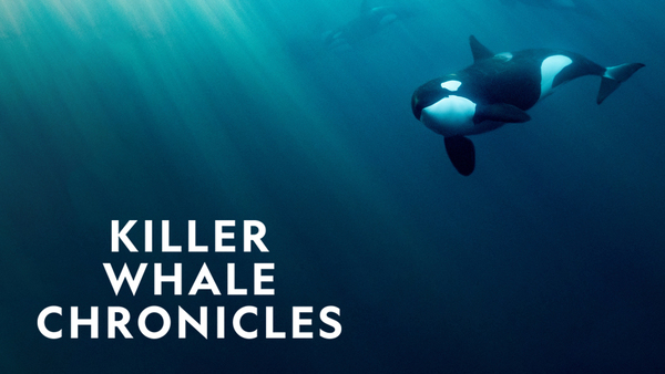 Killer Whale Chronicles