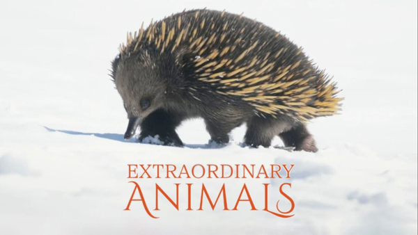 Extraordinary Animals