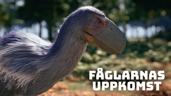 Fåglarnas uppkomst