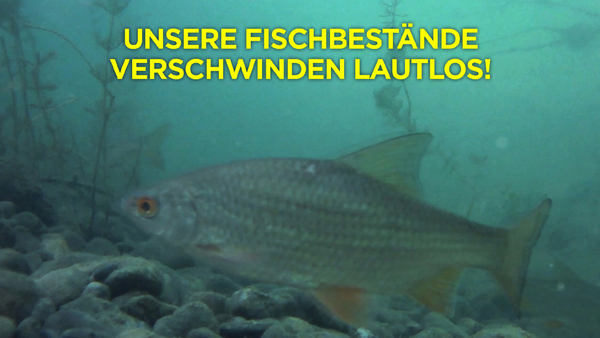 Unsere Fischbestände verschwinden lautlos!