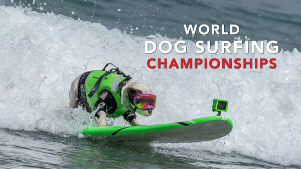 2025 World Dog Surfing Championships Best Waves