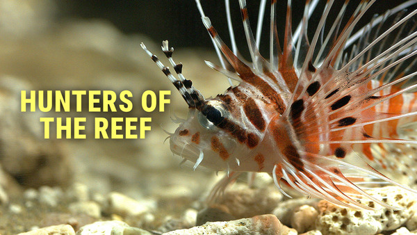 Hunters of the Reef