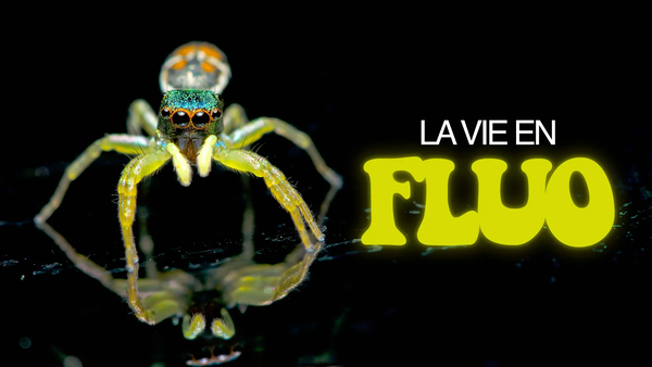 La vie en fluo