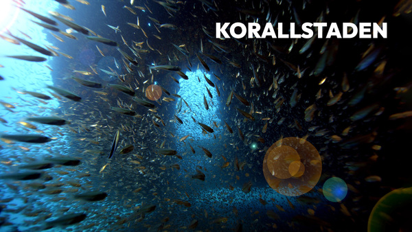 Korallstaden