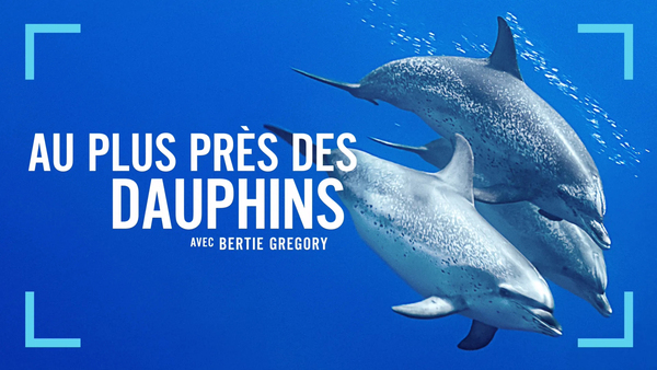 Au plus près des dauphins avec Bertie Gregory