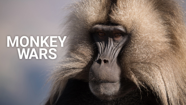 Monkey Wars