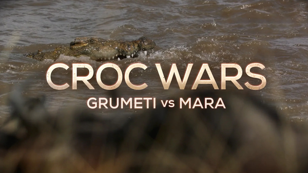 Croc Wars: Grumeti Vs Mara