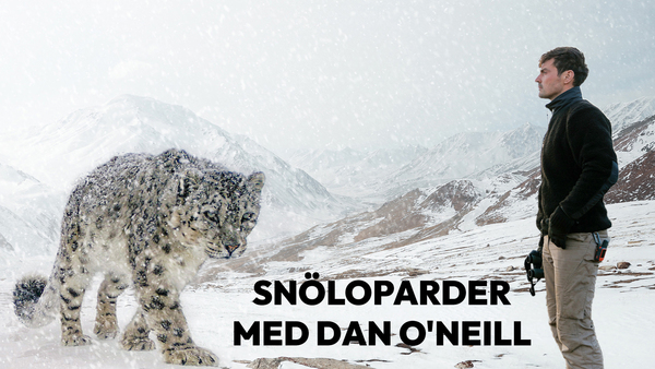 Snöleoparder med Dan O'Neill