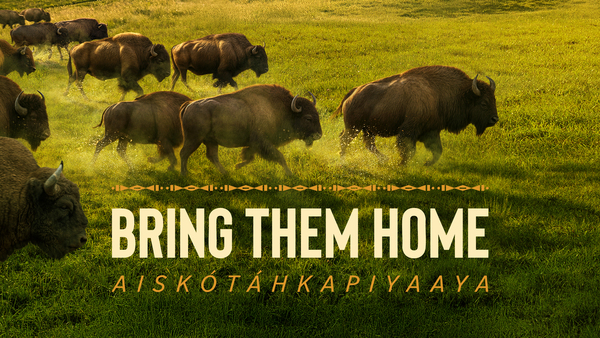 Bring Them Home