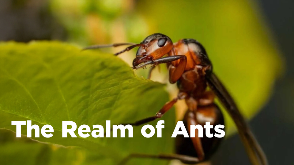The Realm of Ants