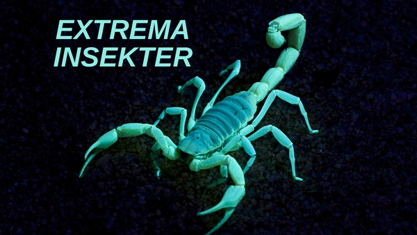Extrema insekter