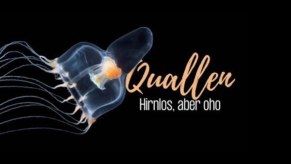 Quallen Hirnlos, aber oho