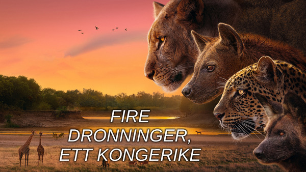 Fire dronninger, ett kongerike
