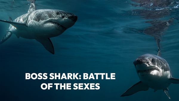 Boss Shark: Battle of the Sexes