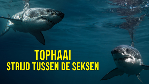 Tophaai: Strijd tussen de Seksen