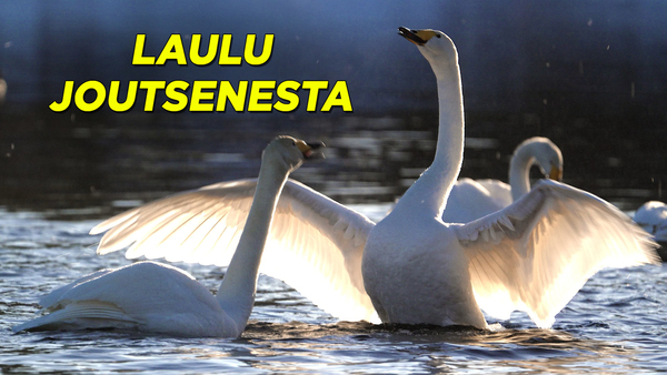 Laulu joutsenesta