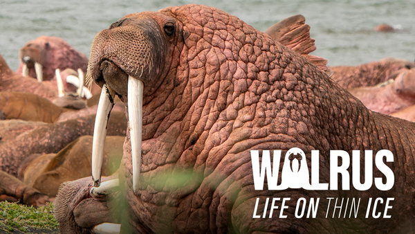 Walrus: Life on Thin Ice