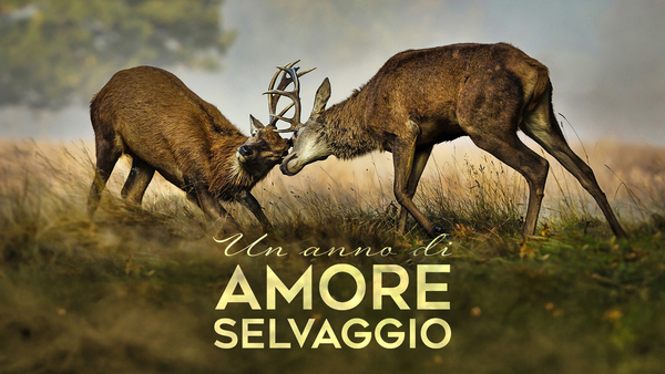 Un anno di amore selvaggio