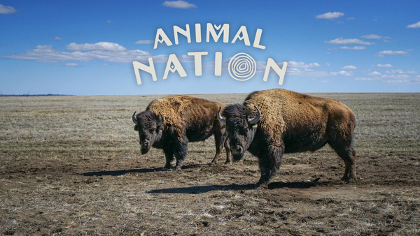 Animal Nation