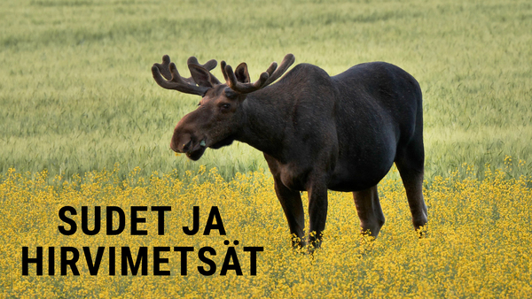Sudet ja hirvimetsät