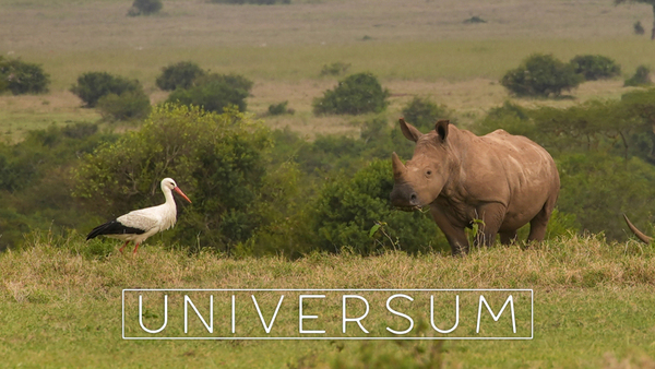 Universum
