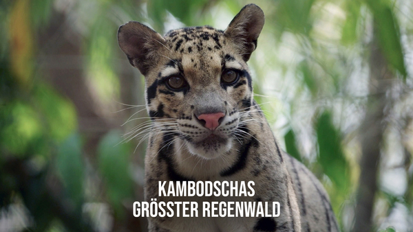 Kambodschas größter Regenwald