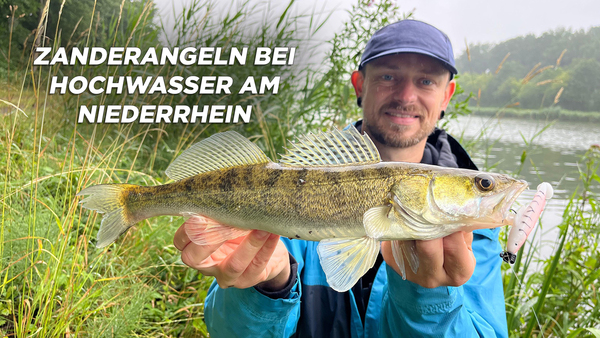 Zanderangeln bei Hochwasser am Niederrhein