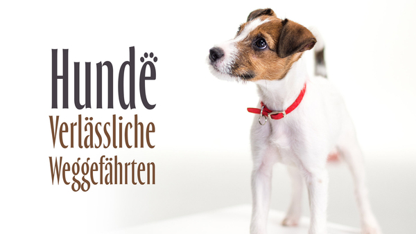 Hunde - Verlässliche Weggefährten