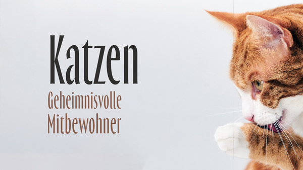 Katzen - Geheimnisvolle Mitbewohner