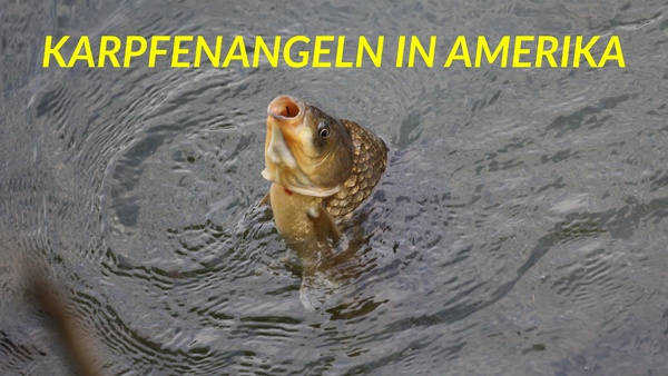 Karpfenangeln in Amerika