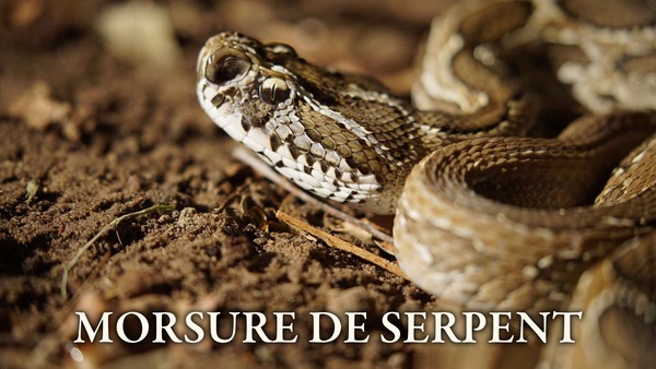 Morsure de serpent