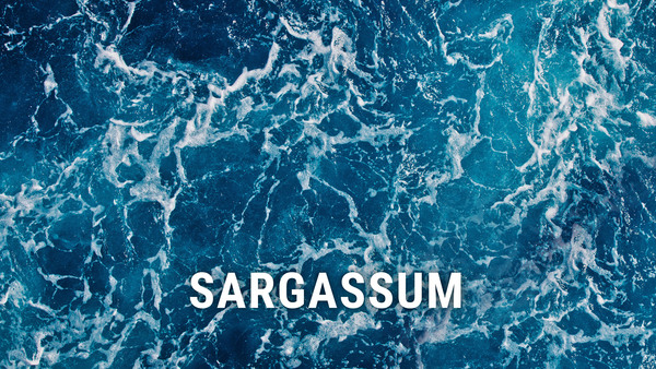 Sargassum